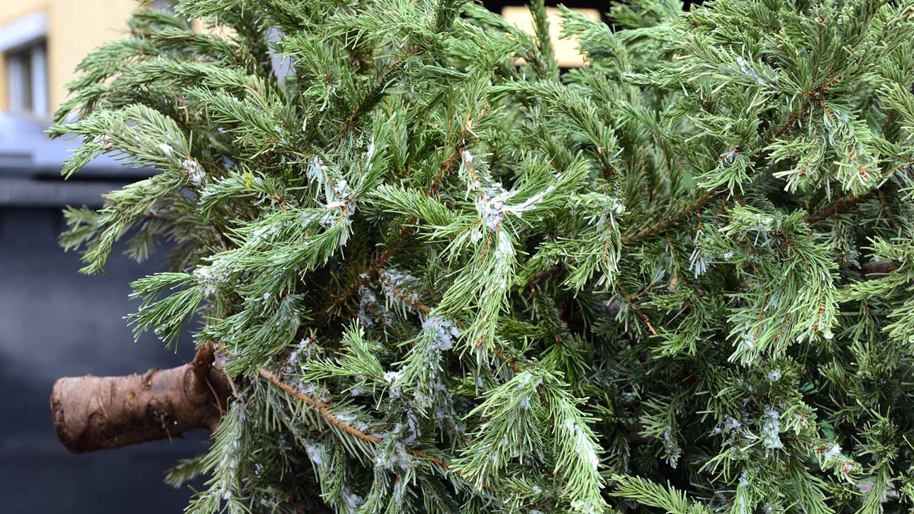 Juletrær er hageavfall og leveres gratis på mange gjenvinningsstasjoner. En del lokale idrettslag og organisasjoner organiserer også innsamling av brukte juletrær etter nyttår.