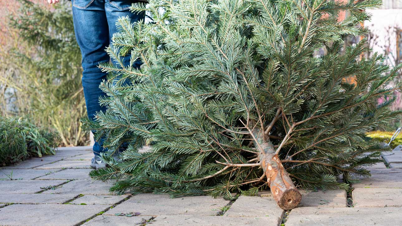 Juletrær er hageavfall og leveres gratis på mange gjenvinningsstasjoner. En del lokale idrettslag og organisasjoner organiserer også innsamling av brukte juletrær etter nyttår.