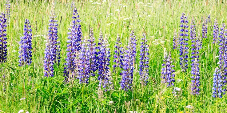 Bilde av fremmede arter.