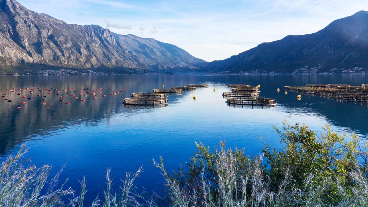 Artikler og nyheter fra Ragn-Sells Havbruk.