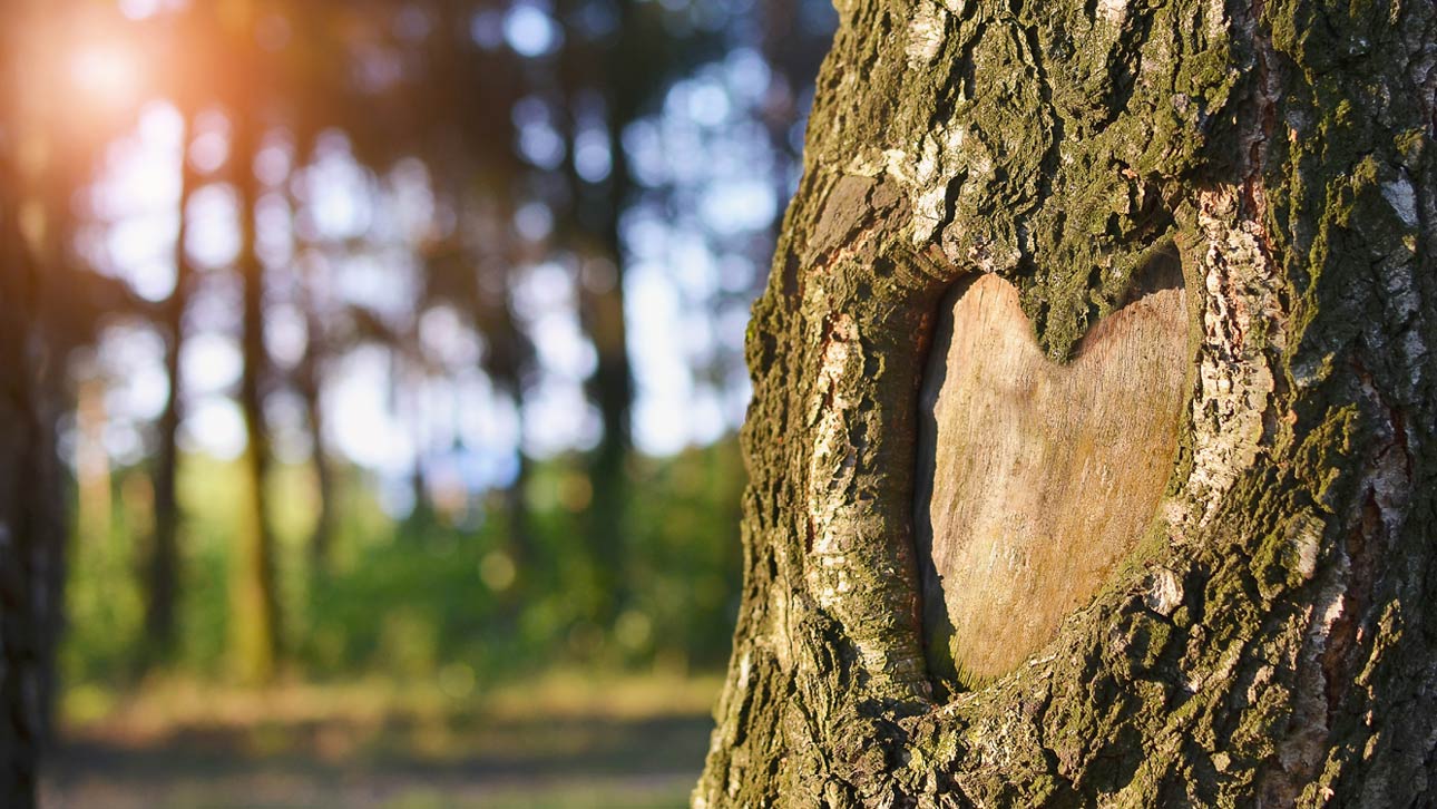 Sirkulære løsninger